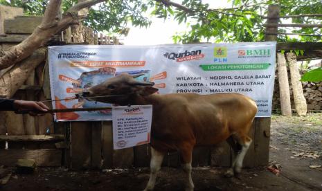 BMH menyalurkan hewan qurban kepada warga penyintas gempa bumi  di Desa Ngidiho, Kecamatan Galela Barat, Kabupaten Hamahera Utara, Maluku Utara, Selasa  (12/7/2022).