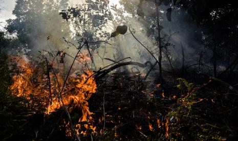 Kebakaran Hutan dan Lahan (ilustrasi)