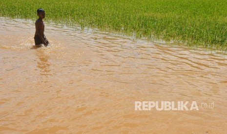 Bocah berjalan melintasi areal sawah yang terendam banjir di Desa Tanjungsari, Kabupaten Tasikmalaya, Jawa Barat, Jumat (23/2).