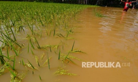 Areal sawah yang terendam banjir / Ilustrasi 