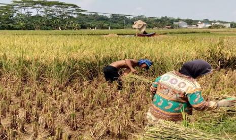 Panen raya padi di tengah wabah corona.