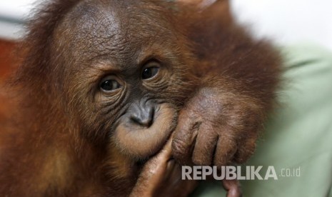 Bon Bon, seekor orang utan jantan berumur tiga tahun, berhasil diselamatkan  saat akan diselundupkan ke Rusia. 