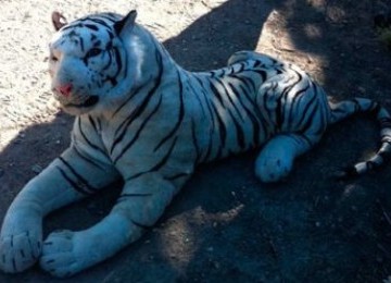 Boneka harimau putih seukuran hewan aslinya sempat membuat hebos kepolisian Hampshire, Inggris