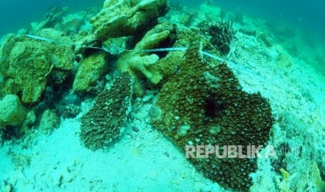  Bongkahan koloni karang yang rusak disebabkan kandasnya Kapal MV Caledonian Sky berbendera Bahama di perairan Raja Ampat, Papua Barat, Sabtu (4/3).