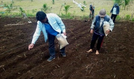 BPTP Baitbangtan Sulut lakukan pendampingan tanam padi ladang