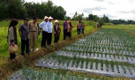 BPTP mengupayakan benih unggul bagi petani.