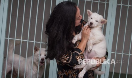 Breeder atau pengembang biak anjing ras Kintamani 'Canis Lupus Familiaris' bermain dengan anak anjing Kintamani di tempat penangkaran Permata Nusantara Kennel di Banjarsari, Solo, Jawa Tengah, Kamis (22/11/2018).