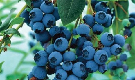 Buah Blueberry