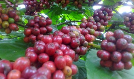 Buah ceri kopi Ledug yang siap dipanen di kebun kopi di Gunung Welirang, Pasuruan, Jawa Timur.(Mitra Karya Tani)