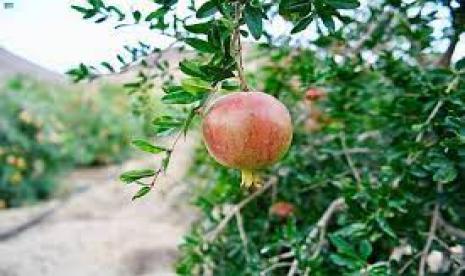 Buah delima di pohon. Disebut dalam Alquran, Apa Saja Manfaat Buah Delima?