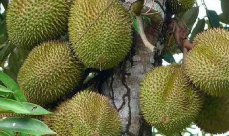 Buah durian.