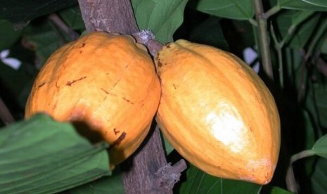 Buah Kakao