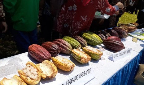 Buah kakao asal Sumatra Barat yang dipamerkan pada Hari Kakao Indonesia 2019 di Kabupaten Solok,Sumatra Barat, Sabtu (12/10).