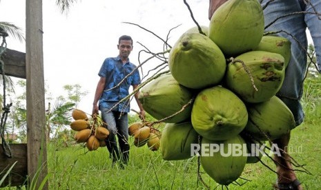 Buah Kelapa