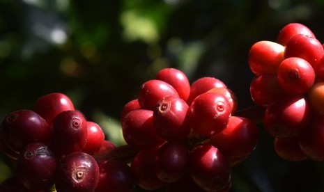 Buah kopi.