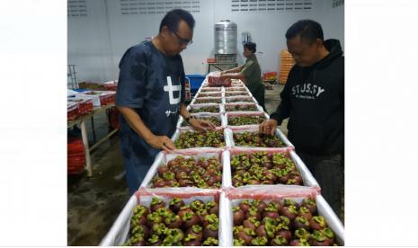 Buah Manggis siap dikirim ke pasar internasional, khususnya China. Pandemi covid-19 jadi momentum menguatkan posisi komoditas hortikultura Indonesia