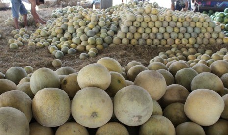 Buah melon lokal. ANTARA/Sahlan Kurniawan