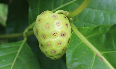 Buah Mengkudu