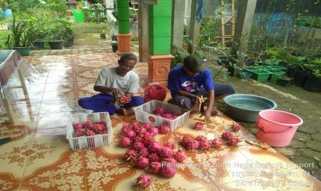 Buah naga organik asal Wonogiri merambah pasar Jerman.