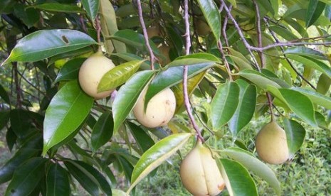 Buah pala.