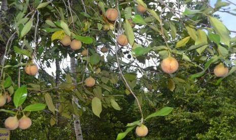 Buah pala di perkebunan Pala Dusun Mangku Bato, Desa Rajawali, Kecamatan Banda, Kabupaten Maluku Tengah.