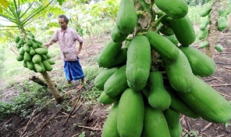 Buah pepaya matang di pohon.