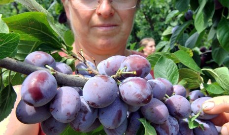 Buah plum yang baru dipetik. Kecanduan makanan manis bisa picu penyakit 