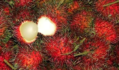 Buah Rambutan (Ilustrasi)