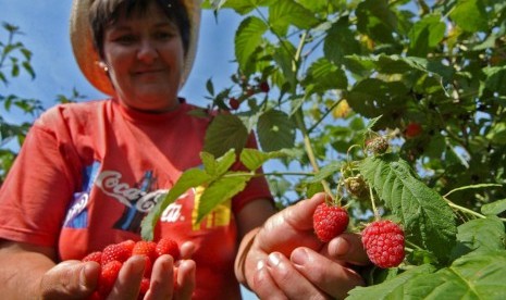 Buah raspberry yang baru dipetik dari pohonnya.