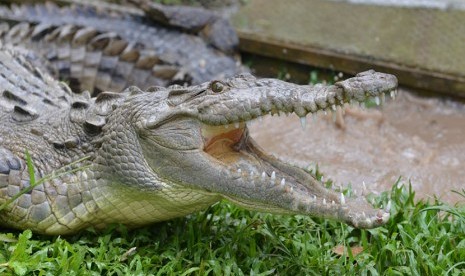 Warga Indragiri Hilir Riau Tewas Diterkam Buaya