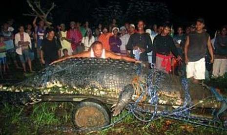 Buaya air asin terbesar dunia di kota Bunawan, Filipina, mati pada Ahad (10/2/2013)