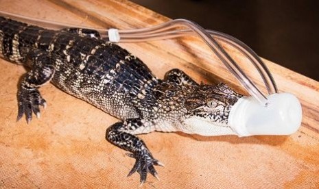 Buaya di atas treadmil khusus di dalam lab Univversitas California dengan alat pemantau pernafasan