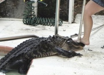 Buaya kerap menjadi masalah di Florida karena memasuki rumah warga. Tampak seekor buaya yang masuk kolam renang rumah warga diamankan petugas di New Port Richey, Florida.