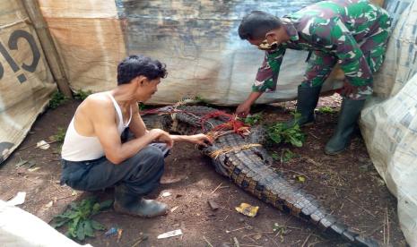 Buaya muara sepanjang 2,7 meter ditangkap warga Kampung Lame, Desa Sukasari, Kecamatan Rumpin, Kabupaten Bogor sebelum akhirnya dilepaskan kembali ke Sungai Cisadane, Kamis (29/10). 