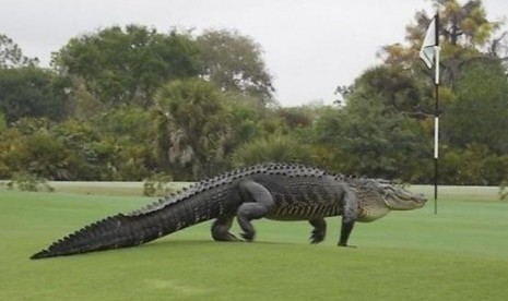 buaya muncul di tengah turnamen golf