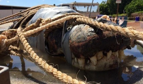 Buaya yang ditangkap di Sungai Daly di Wilayah Utara Australia