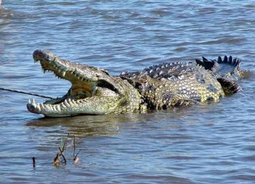 Buaya muara