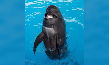 Bubbles, paus pilot dari Seaworld San Diego.