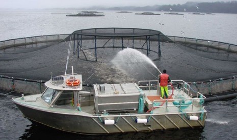 Budidaya ikan di Pelabuhan Macquarie, Tasmania. 