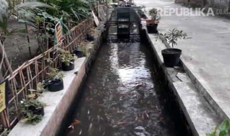 Budidaya ikan di selokan, Dusun Singorasen, Desa Wukisari, Kecamatan Imogiri, Kabupaten Bantul, DI Yogyakarta