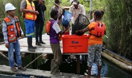 Budidaya ikan nila masyarakat Suku Kamoro dalam program Community Economic Development PT Freeport Indonesia