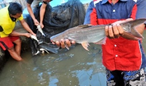 Budidaya Ikan Patin