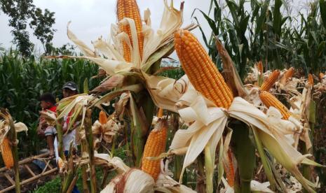 Budidaya jagung dan padi di Kabupaten Tuban secara umum memasuki masa panen mulai Maret hingga April. Salah satu wilayah yang saat ini siap memanen jagung yakni Desa Jati, Kecamatan Soko memiliki hamparan jagung yang siap dilanen seluas 1.454 hektar dan Desa Ngimbang Kecamatan Palang seluas 75 hektar.