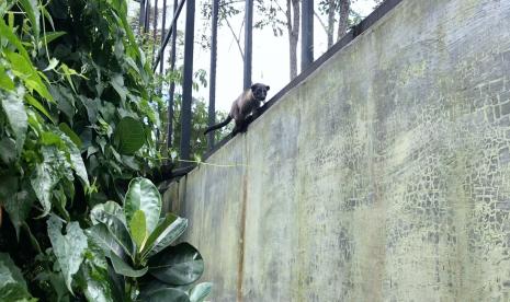 Budidaya kopi luwak di Aceh