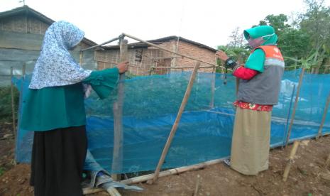 Budidaya lele binaan Rumah Zakat 