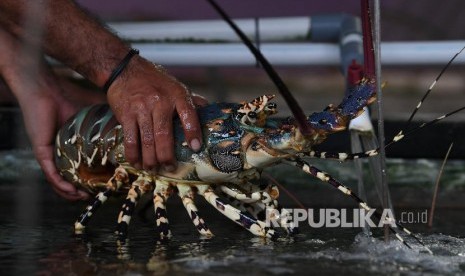 Budidaya lobster