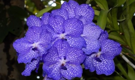 Bunga anggrek Vanda sp (ilustrasi)