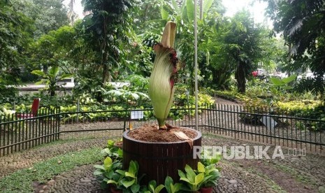 Bunga bangkai (Ammormophalus titanum) dalam pot pertama yang berhasil mekar di Kebun Raya Bogor, Jawa Barat, Senin (6/11). Setelah sempat mekar sempurna pada Sabtu malam (4/11), tanaman kini kembali menguncup. 