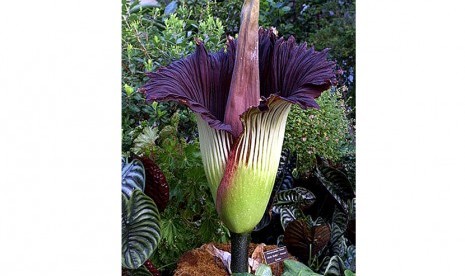 Bunga Bangkai Amorphophallus Titanum. Kebun Raya Bogor mengumumkan bunga bangkai Amorphophallus titanum-nya mekar sempurna pada Jumat (3/1) malam.