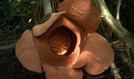 Bunga bangkai, Rafflesia patma, mekar di Kebun Raya Bogor.